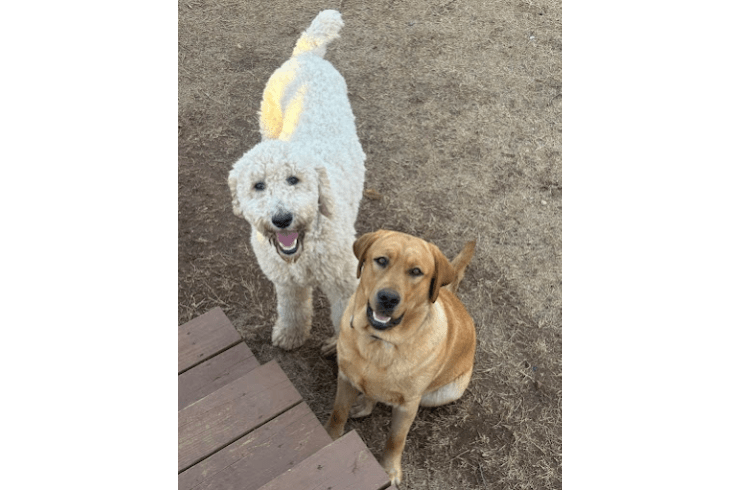 Legacy Labs & Doodles | OKC