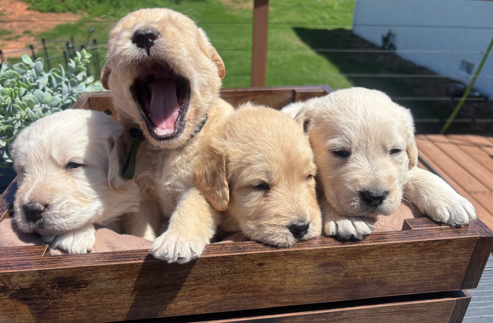Boy Puppy