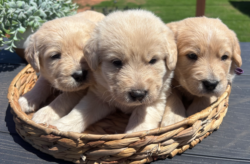 Girl Puppy