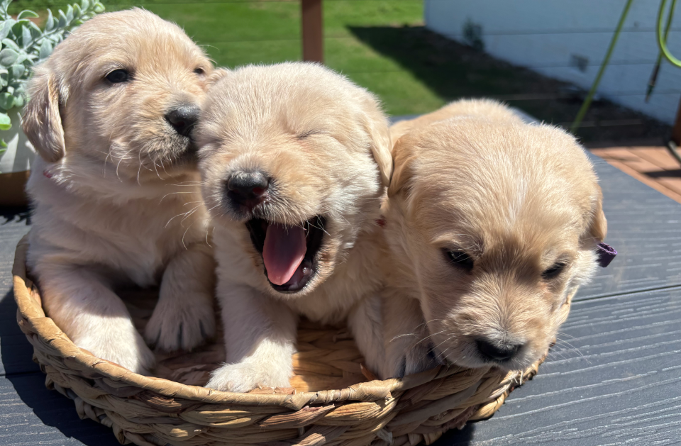Girl Puppy