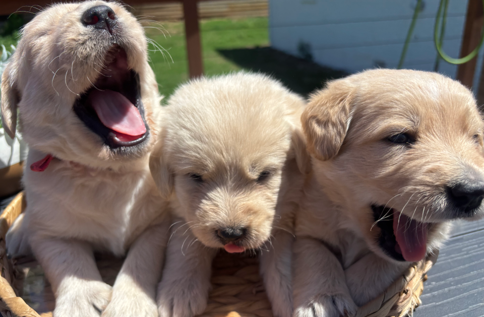 Girl Puppy