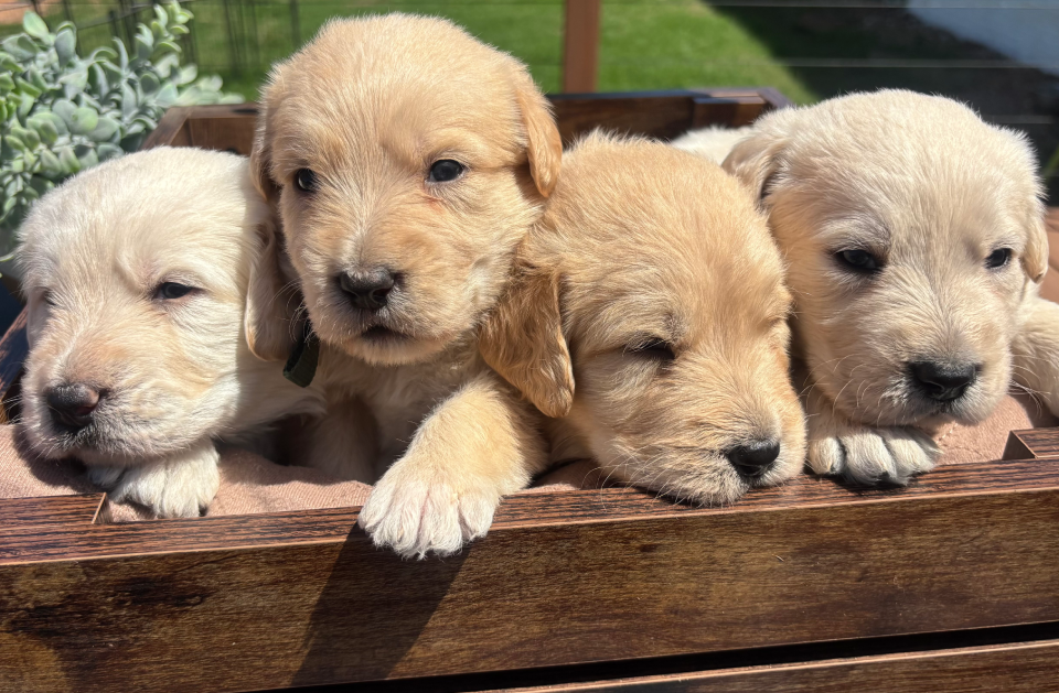 Boy Puppy