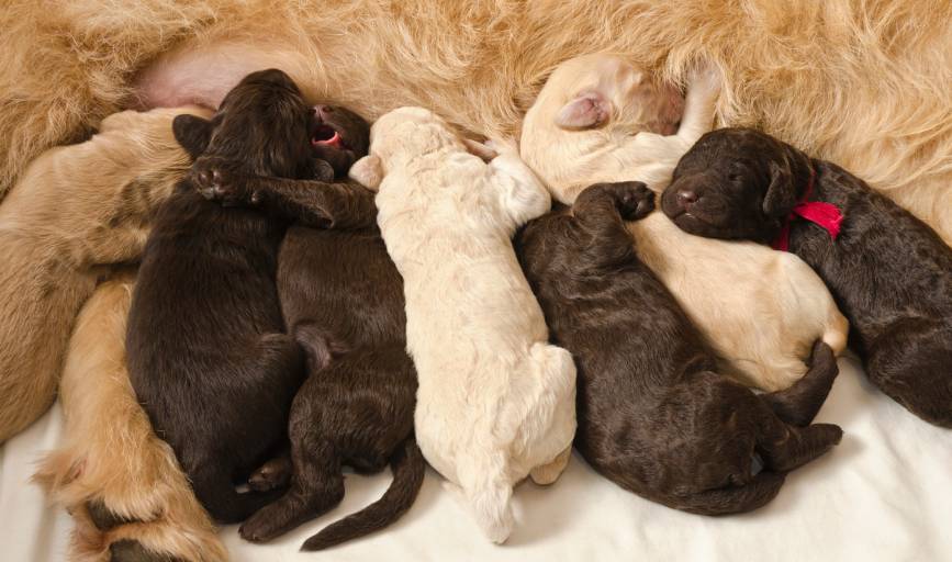 Labradoodle Puppies